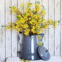 Forsythia (Forsythia x Intermedia 'Lynwood Gold')