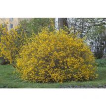 Forsythie 'Spectabilis' Forsythia intermedia 'Spectabilis' 5 l 60- 80