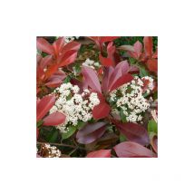 Fotinia 'Photinia x fraseri Red Robin' pianta da siepe in vaso 24 cm h. 100/120 cm