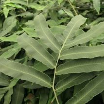Fougère du Japon Sieboldii/Godet