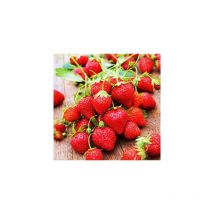 Fraisier anabelle - 20 Plants - Petits fruits