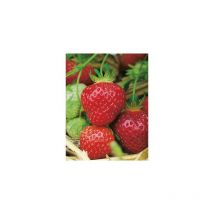 Fraisier belle et bonne - 10 plants - Fruitier
