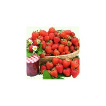 Fraisier charlotte - 20 plants - fruitier