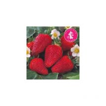 Fraisier colossale - 20 plants - Fruitier