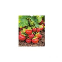 Fraisier favette - 10 plants - Fruitier