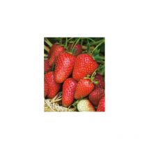 Fraisier gariguette - 20 plants - fruitier