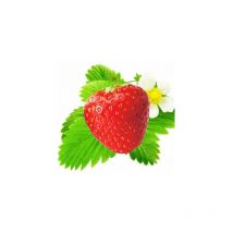 Fraisier magnus - 20 plants