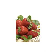Fraisier ostara - 20 plants - Fruitier