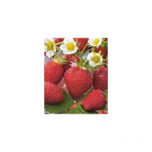 Fraisier talisman - 10 plants - Fruitier