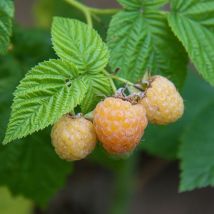 Framboisier Golden Bliss /Pot de 2L