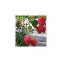 Framboisier - polka - 2 pieds - fruitier