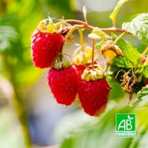 Framboisier Rouge 'Malling Promise' bio