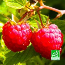 Framboisier Rouge 'Willamette' bio