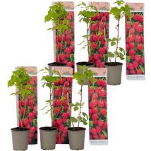 Plant In A Box - Framboisier - Set de 6 - Rubus ideaus 'Autumn Bliss' - Hauteur 25-40cm - 9cm