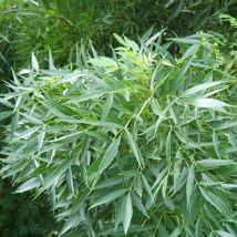 Frêne Oxyphylle (Fraxinus Angustifolia)