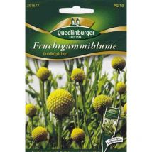 Quedlinburger Fruchtgummiblume Goldköpfchen - Blumensamen
