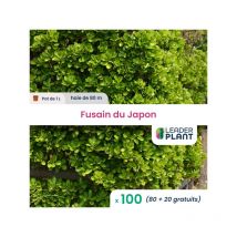 100 x Fusain du Japon en pot de 1 L