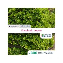 300 x Fusain du Japon en godet