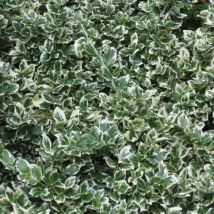 Fusain Emerald 'Gaiety' (Euonymus Fortunei 'Gaeity')