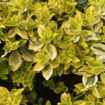 Fusain Emerald 'Gold' (Euonymus Fortunei 'Gold')