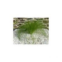 Classgarden - Galet Blanc Brillant 10-15 vrac - Big-Bag - 1000 kg