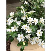 Gardenia jasminoides 'Kleim's Hardy' pianta in vaso 17 cm