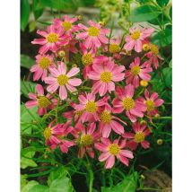 Coreopsis rosea 'American Dream' p 0,5