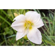 Hemerocallis x cult.'White Temptation' P 1
