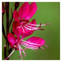 Gaura Red Color/Pot de 3L