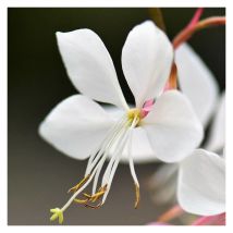 Gaura Wirling Butterflies/Pot de 3L