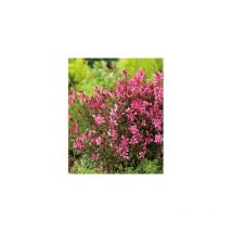 Offre gaura nain gaudi red - 6 godets plante vivace