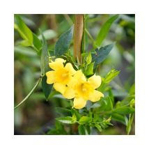 Javoy Plantes - Gelsemium sempervirens - Jasmin de Caroline 3L - 90/120cm