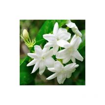 Gelsomino bianco 'Jasminum officinalis' 3 piante rampicanti in vaso 9 cm