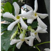 Falso Gelsomino 'Rhyncospermum jasminoides' pianta in vaso h. 70 cm circa con canna
