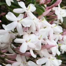 Pianta di gelsomino polianta polianthum officinale Polianta profumato vaso 18 cm