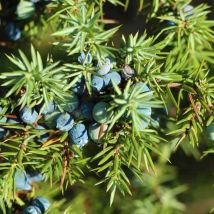 Genévrier Commun (Juniperus Communis)