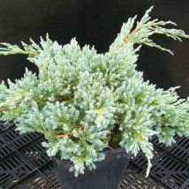 Genévrier écailleux Blue Carpet/Pot de 5L