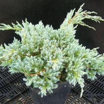 Genévrier écailleux Blue Carpet/Pot de 3L