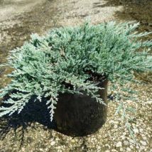 Genévrier rampant Blue Chip/Pot de 3L