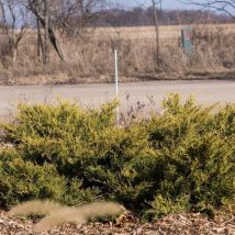 Genévriers Old Gold/Pot de 3L