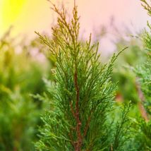 Genévrier Skyrocket (Juniperus Scopulorum Skyrocket)