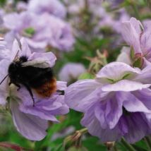 Geranium Cloud Nine 9cm Potted Plant x 1