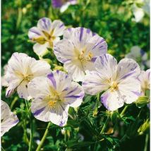 Geranium pratense 'Splish Splash', gen. p 0,5