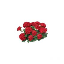 Geranium zonale maverick F1 - Graines