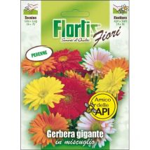Gerbera Gigante Mix