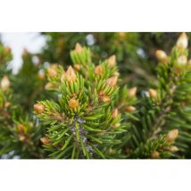 Pflanzen-für-dich.de - Gewöhnliche Fichte 'will's Zwerg' Picea Abies 'will's Zwerg' C 5 30- 40