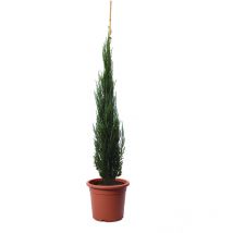Ginepro Juniperus Virginiana Blue Arrow - Pianta da Esterno Resistente al Freddo - Pianta da GIardino - h 60-80 cm Vaso ø 18 cm