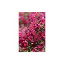 Ginestra 'Cytisus Boskoop Ruby' citiso pianta in vaso 11 cm