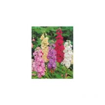 GIROFLEE PRECOCE DE NICE - 0.7 G - Fleur