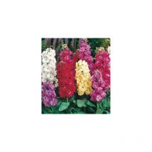 Giroflee quarantaine - Graines de fleurs - 0.7 g